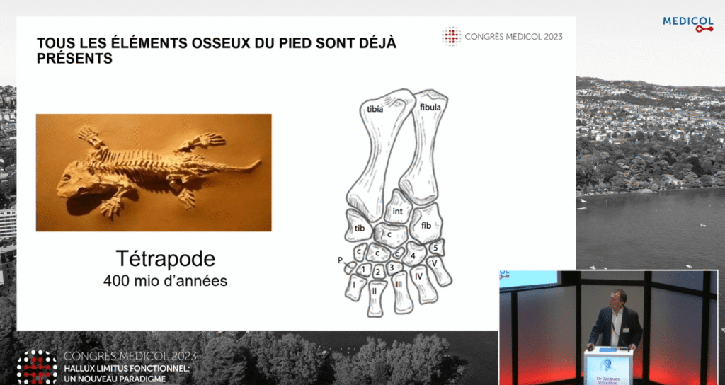 Origines de la bipédie humaine